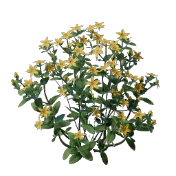 Aureolin Flower Seedling icon (© Keen Games)