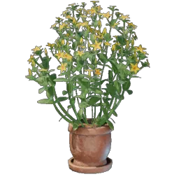 Aureolin Plant icon (© Keen Games)
