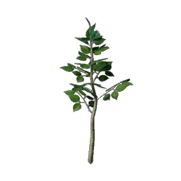 Basswood Tree Seedling icon (© Keen Games)