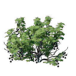 Berry Bush Seedling icon (© Keen Games)