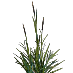 Cattail Seedling icon (© Keen Games)