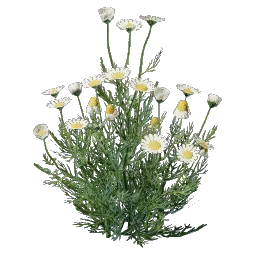 Chamomile Seedling icon (© Keen Games)