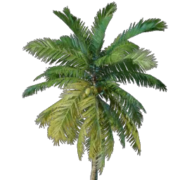 Coconut Palm Seedling icon (© Keen Games)