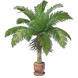 Coconut Plant icon (© Keen Games)