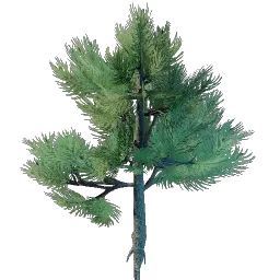 Conifer Tree Seedling icon (© Keen Games)