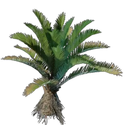 Date Palm Seedling icon (© Keen Games)