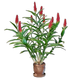 Ginger Plant icon (© Keen Games)