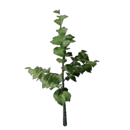 Hazelnut Bush Seedling icon (© Keen Games)