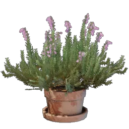 Heather Flower icon (© Keen Games)