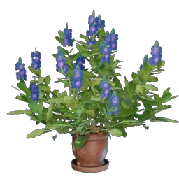 Indigo Plant icon (© Keen Games)