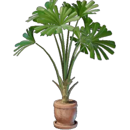 Licuala Plant icon (© Keen Games)