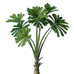 Licuala Seedling icon (© Keen Games)