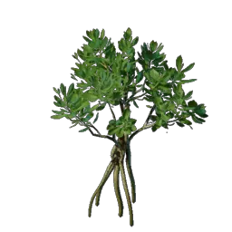 Mangrove Seedling icon (© Keen Games)