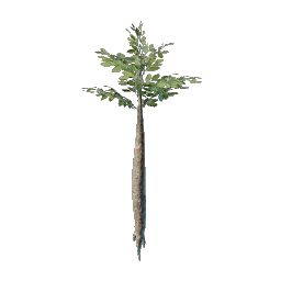 Nomad Highlands Broad Tree Seedling icon (© Keen Games)