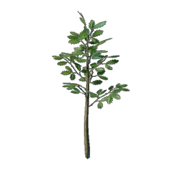 Oak Tree Seedling icon (© Keen Games)