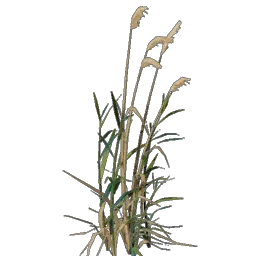 Reed Seedling icon (© Keen Games)