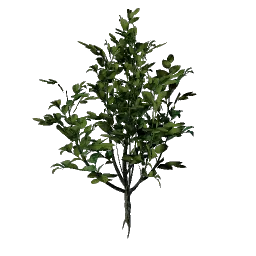Revelwood Green Leaf Seedling icon (© Keen Games)