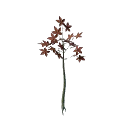 Revelwood Red Leaf Seedling icon (© Keen Games)