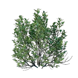 Shrub Seedling icon (© Keen Games)