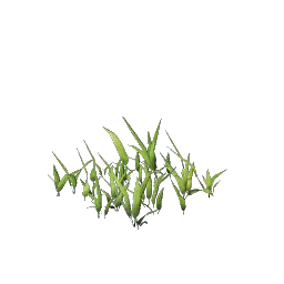 Wheat Seedling icon (© Keen Games)