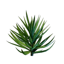 Yucca Palm Seedling icon (© Keen Games)